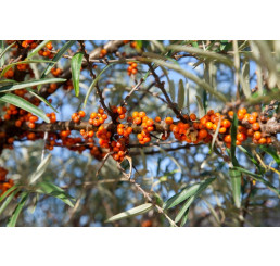 Hippophae rhamnoides ´Perčik´ / Rakytník řešetlákový, samičí r., K9