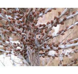 Hippophae rhamnoides ´Pollmix´ / Rakytník řešetlákový opylovač, samčí r., 40-60 cm, K9