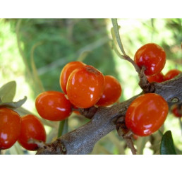 Hippophae rhamnoides / Rakytník řešetlákový, samičí r., K9