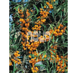 Hippophae rhamnoides / Rakytník řešetlákový, 50-60 cm, C3