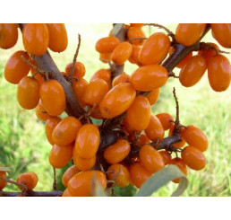 Hippophae rhamnoides / Rakytník řešetlákový kolekce, pár rostlin, 2x K9