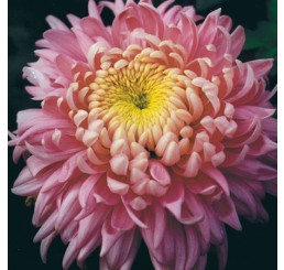 Dendranthema x indicum / Chrysanthemum ´Holiday Rose´ / Listopadka indická, K9