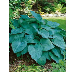 Hosta hybrid ´Blue Angel´ / Hosta / Bohyška / Funkie, K9/C1