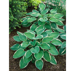 Hosta ´Francee´ / Bohyška / Funkie, K9