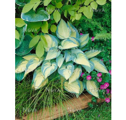 Hosta 'June' ® (× tardiana) , C2
