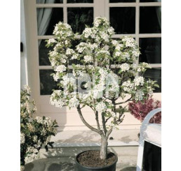 Pyrus communis ´Garden Pearl´® / Hrušeň zakrslá, hr.planá