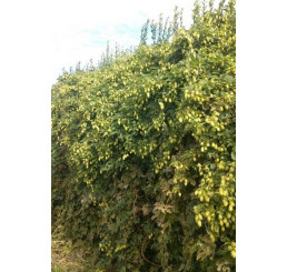 Humulus lupulus / Okrasný chmel , K11