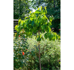 Diospyros kaki ´Tamopan´ / Tomel japonský / Hurmi kaki, 30-40 cm, C5