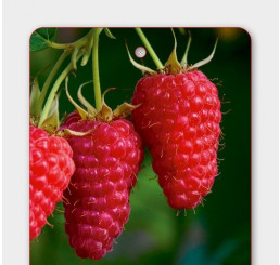 Rubus idaeus ´HUSARIA®´ / Maliník červený, C1