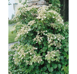 Hydrangea anomala petiolaris / Popínavá hortenzie, 20-30 cm, K9