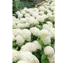 Hydrangea arborescens ´Annabelle´ / Hortenzie stromečková, 10-20 cm, C2