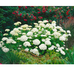 Hydrangea arborescens ´Grandiflora´ / Hortenzie stromečková, 30-40 cm, C3