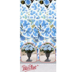 Hydrangea macr. bicolor ´Bavaria´/ Hortenzie dvoubarevná, 15-20 cm, K12/C2