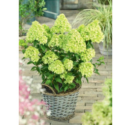 Hydrangea paniculata ´Little Lime´® / Hortenzie latnatá, 25 cm, C3