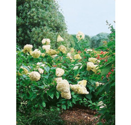 Hydrangea paniculata ´Grandiflora´ / Hortenzie latnatá , 40-50 cm, C3