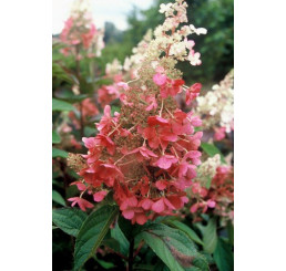 Hydrangea paniculata ´Pinky Winky´® / Hortenzie latnatá, 25-30 cm, C1,5