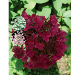 Hydrangea paniculata ´Wims Red´® / Hortenzie latnatá, 30-40 cm, C1,5