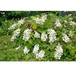 Hydrangea quercifolia ´Ice Crystal´ / Hortenzie dubolistá, 25-30 cm, C3