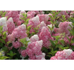 Hydrangea paniculata ´VANILLE Fraise®´ / Hortenzia latnatá, 40-50 cm, C3