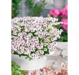 Iberis x hybrida ´Ice Pink´/ Štěničník  / Iberka růžová, K9