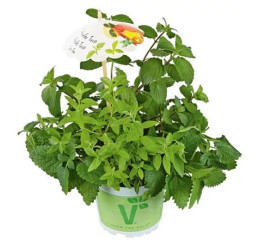 Trio bylinek Mentha-Lippia-Melissa - Ice Tea / Bylinky ledový čaj , K9