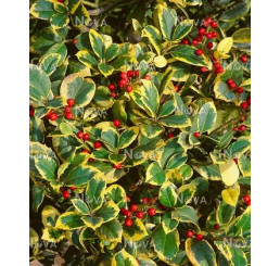 Ilex altaclerensis ´Golden King´ / Cesmína, 30-40 cm, C3