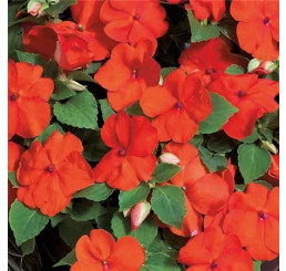 Impatiens Campos® F1 Orange / Netýkavka oranžová, bal. 6 ks, 6x K7