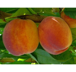 Prunus persica ´Inka´ / Broskvoň, br.sem.