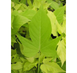 Ipomoea ´Compact Yellow´  / Ipomea svetlozelená / Povíjnice, bal. 6 ks, 6x K7