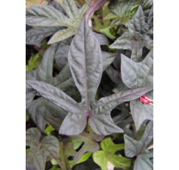 Ipomoea ´Papas Red´® / Povíjnice, K7