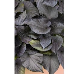 Ipomoea ´Papas Basket®Black Heart® / Povíjnice, bal. 3 ks, 3x K7