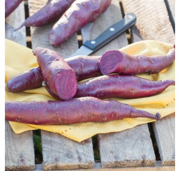 Ipomoea batata ´Erato® Violet / Sladký brambor, K12
