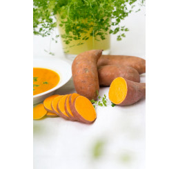 Ipomoea batata ´Erato® Orange / Sladký brambor, K12