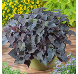 Ipomoea ´Papas ®Purple Heart® / Povíjnice, bal. 3 ks, 3xK7