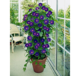 Ipomoea grandiflora / Povíjnice veľkokvětá, 30-40 cm, C2