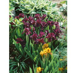 Iris pumila ´Cherry Garden´ / Kosatec nízký, C1,5