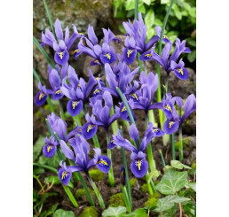 Iris ´Harmony´ / Skalkový kosatec, bal. 10 ks, 6/+