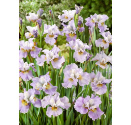 Iris sibirica ´Roanoke ´s Choice´/ Kosatec sibírsky, K9
