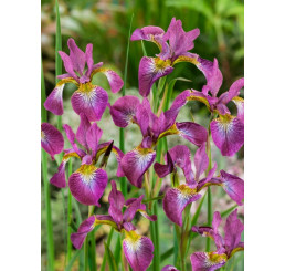 Iris sibirica ´Sparkling Rose´ / Kosatec sibírsky, C1