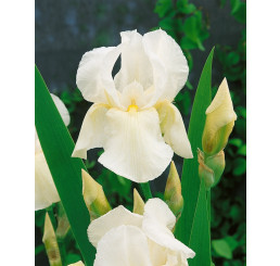 Iris germanica ´White Knight´ / Kosatec německý , I.