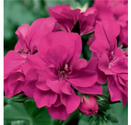 Pelargonium pelt. ´Grandeur® Ivy Magenta´/ Muškát, K7