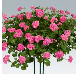 Pelargonium pelt. PAC® ´Ivy Pink´ / Muškát, K7