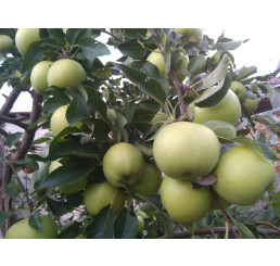 Malus domestica ´Luna´ / Jabloň zimní, MM106, C5