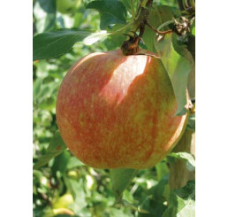 Malus domestica ´Gala´ / Jabloň zimní, MM106