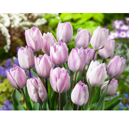 Tulipa ´Jacuzzi´ / Tulipán, bal. 7 ks, 11/12