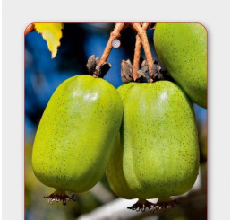 Actinidia arguta ´Japsai / Mini kiwi samosprašné, 50+ cm, C2, vyvázané