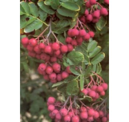 Sorbus x aronia ´Likjornaja / Jeřabinoarónie, sem.