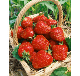 Fragaria ananassa ´Jennka´ / Jahodník, bal. 6 ks, 6x K7
