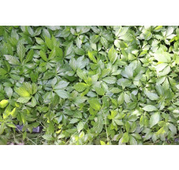 BIO Gynostemma pentaphyllum / Gynastema pětilistá / Jiaogulan, K12