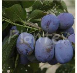 Prunus domestica  ´Jojo´ / Slivoň podzimní rezistentní, myr., 125/150, C7